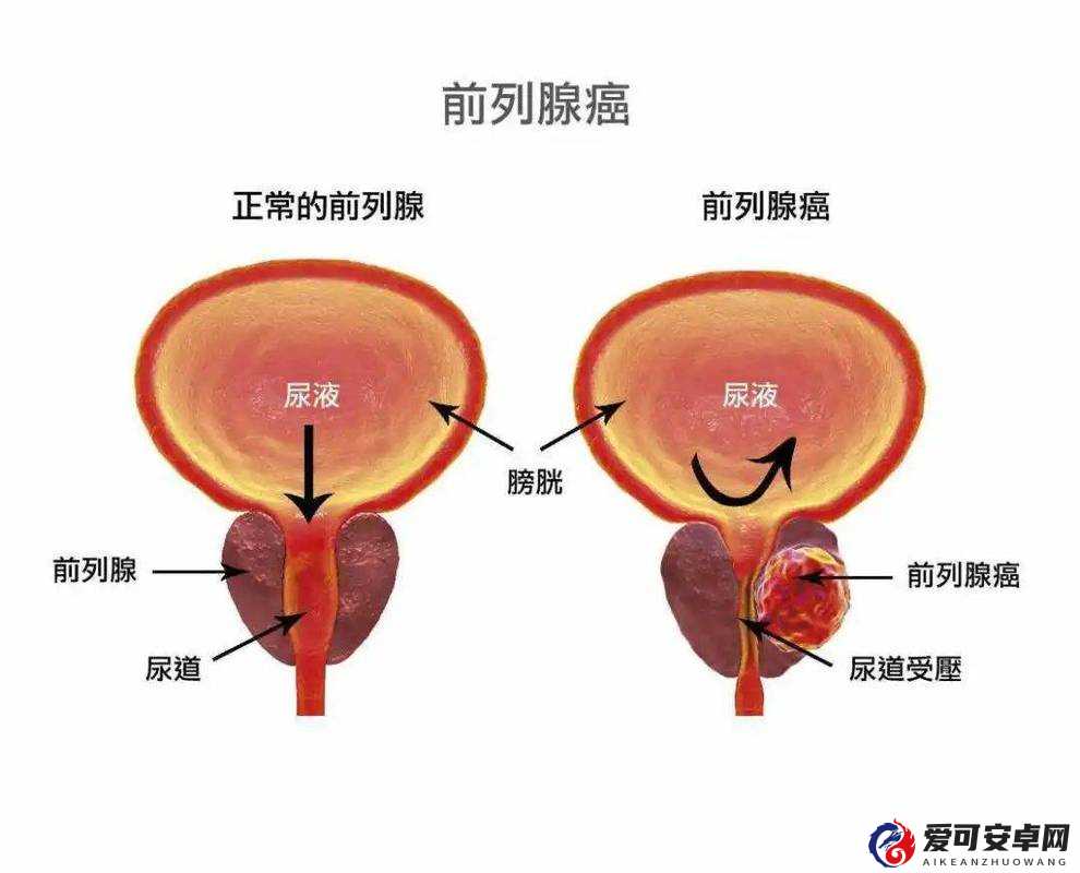 什么样的身体特征可能与交往男性过多有关？